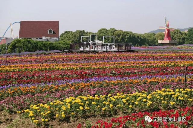 无锡星湖花海最新情况，绽放的自然盛宴