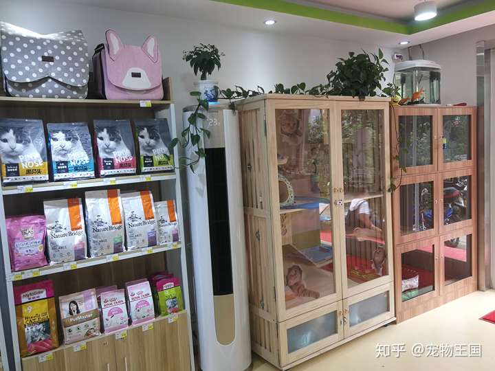 上海最新宠物店转让，探索背后的故事与未来展望